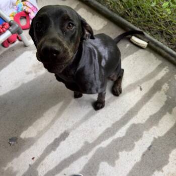Pepper -  Black Labrador Retriever Dog for Adoption in Blair, Wisconsin - Pepper | PetCurious