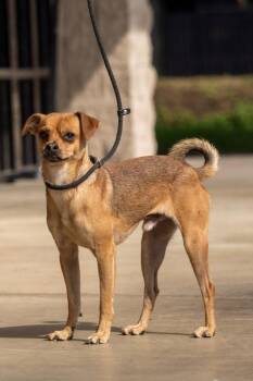 Rescue Pug and Chihuahua Dogs for Adoption in Greenville, South Carolina - Jimbo | PetCurious