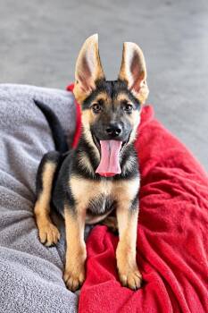Alan -  German Shepherd Dog Dog for Adoption in Lucas, Texas - Alan | PetCurious