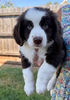Bits -  Border Collie and Chocolate Labrador Retriever Dog for Adoption in Lawrenceville, Georgia - Bits | PetCurious