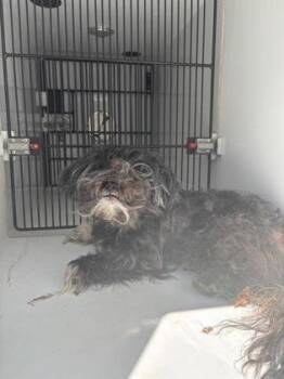 Rocky-RN -  Mixed Breed Dog for Adoption in Atlanta, Georgia - Rocky-RN | PetCurious