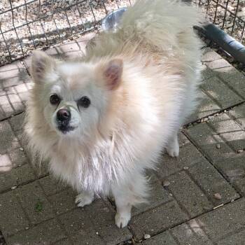 Pascal -  Pomeranian and Mixed Breed Dog for Adoption in Madison, Wisconsin - Pascal | PetCurious