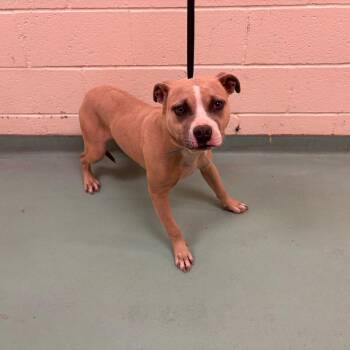 Mixed Breed Dogs Available for Adoption - BO | PetCurious