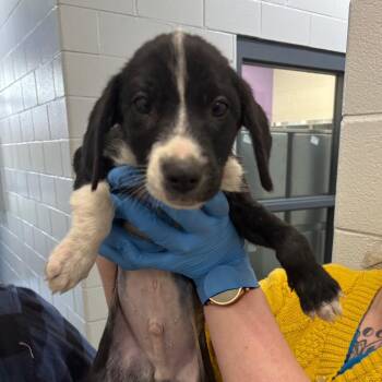 Australian Cattle Dog Blue Heeler Dogs Available for Adoption - Alfred | PetCurious