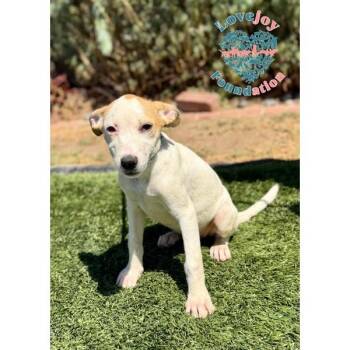 Violet Litter-Vanilla -  Hound and Border Collie Dog for Adoption in Inglewood, California - Violet Litter-Vanilla | PetCurious