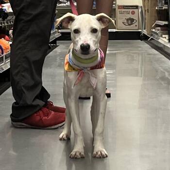 Waffles -  Mixed Breed Dog for Adoption in Bennettsville, South Carolina - Waffles | PetCurious