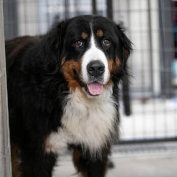 Siri (JY26-24) -  Bernese Mountain Dog Dog for Adoption in Peyton, Colorado - Siri (JY26-24) | PetCurious