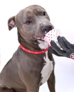 Mixed Breed Dogs Available for Adoption in Chamblee, Georgia - Snarf | PetCurious
