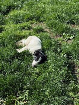 Labradoodle and Border Collie Dogs Available for Adoption in Aurora, Indiana - Bordoos :  Aster | PetCurious