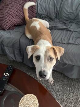 KK -  Pit Bull Terrier Dog for Adoption in Germantown, Ohio - KK | PetCurious