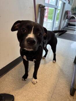 Bevo A220932 -  Pit Bull Terrier Dog for Adoption in Plano, Texas - Bevo A220932 | PetCurious