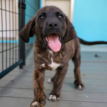 Mixed Breed Dogs Available for Adoption in Bradenton, Florida - Mr Marty | PetCurious
