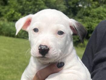MALFOY -  Hound Dog for Adoption in Belmont, New York - MALFOY | PetCurious