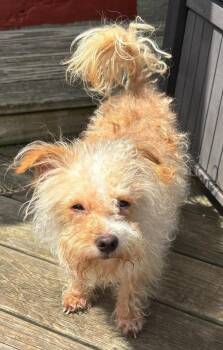Terrier Dogs Available for Adoption in Dallas, Texas - Dobby | PetCurious