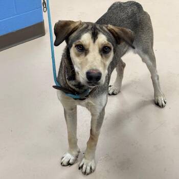 Kortez -  Shepherd and Mixed Breed Dog for Adoption in Pine Bluff, Arkansas - Kortez | PetCurious