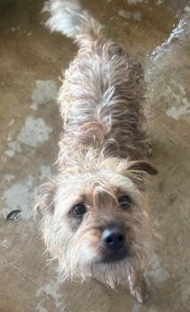 Zeke -  Terrier Dog for Adoption in Midland, Texas - Zeke | PetCurious