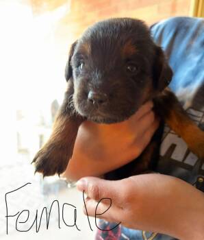 Golden Retriever Dogs Available for Adoption - Twix | PetCurious