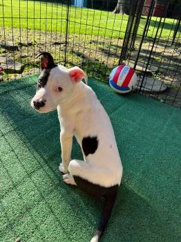 Ella Love -  Pit Bull Terrier Dog for Adoption in Germantown, Ohio - Ella Love | PetCurious