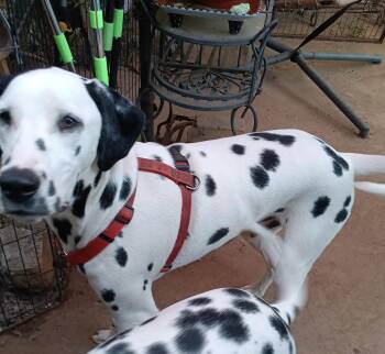 Rescue Dalmatian Dogs for Adoption in San Diego, California - Cooper | PetCurious