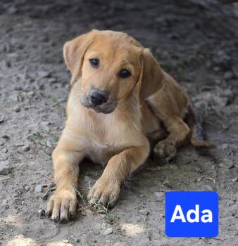 Ada -  Labrador Retriever Dog for Adoption in Okemah, Oklahoma - Ada | PetCurious