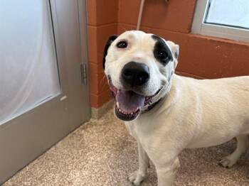 Pit Bull Terrier and Labrador Retriever Dogs Available for Adoption in Colorado Springs, Colorado - ACE | PetCurious