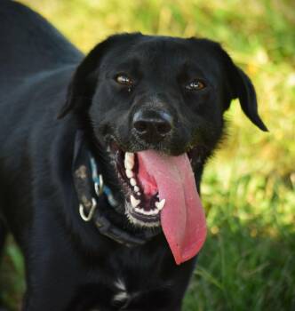 Rescue Black Labrador Retriever Dogs for Adoption in Rockport, Indiana - JEPP! - Joyful! | PetCurious