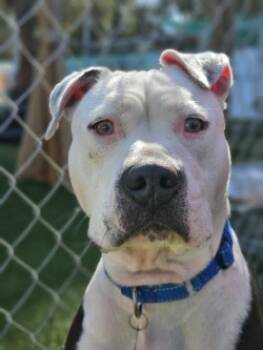 Rescue Mixed Breed Dogs for Adoption in Savannah, Georgia - Bane | PetCurious