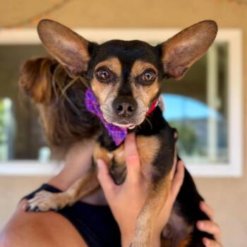 Dos Equis -  Chihuahua Dog for Adoption in Ramona, California - Dos Equis | PetCurious