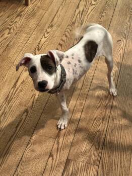 Mixed Breed Dogs Available for Adoption in Pottstown, Pennsylvania - Blanche | PetCurious