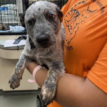 3 -  Australian Cattle Dog Blue Heeler Dog for Adoption in Westminster, California - 3 | PetCurious