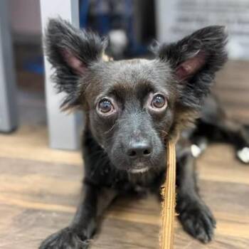 Argos -  Mixed Breed Dog for Adoption in Jeffersonville, Indiana - Argos | PetCurious