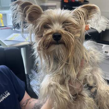 Mixed Breed Dogs Available for Adoption in Columbiana, Alabama - Yogi | PetCurious