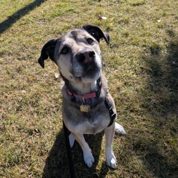 Bella -  American Staffordshire Terrier Dog for Adoption in Calgary, Alberta - Bella | PetCurious