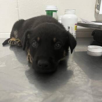 ZZ -  German Shepherd Dog Dog for Adoption in Birmingham, Alabama - ZZ | PetCurious