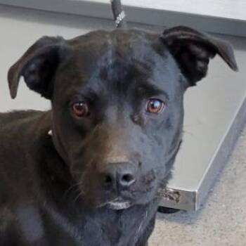 Mixed Breed Dogs Available for Adoption - Chocolate Chip | PetCurious