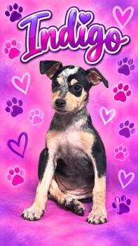 Indigo -  Mixed Breed Dog for Adoption in Wichita Falls, Texas - Indigo | PetCurious