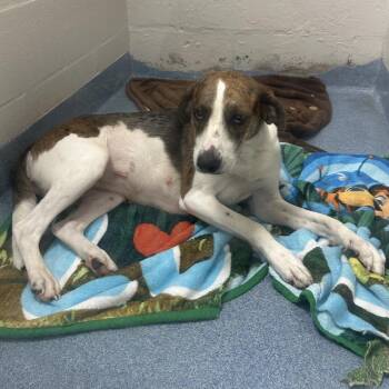 Tessa -  Mixed Breed Dog for Adoption in Gainesville, Florida - Tessa | PetCurious