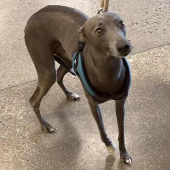 Kero -  Whippet and Italian Greyhound Dog for Adoption in Apple Valley, California - Kero | PetCurious