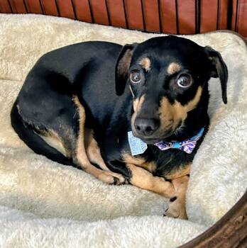 Zenia -  Chihuahua and Pug Dog for Adoption in Aurora, Illinois - Zenia | PetCurious