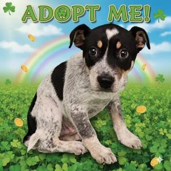 Australian Cattle Dog Blue Heeler Dogs Available for Adoption - Chandler  | PetCurious