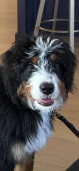 Otis -  Bernedoodle Dog for Adoption in Gallatin, Tennessee - Otis | PetCurious