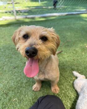 Cosmo -  Poodle and Dachshund Dog for Adoption in Salisbury, North Carolina - Cosmo | PetCurious