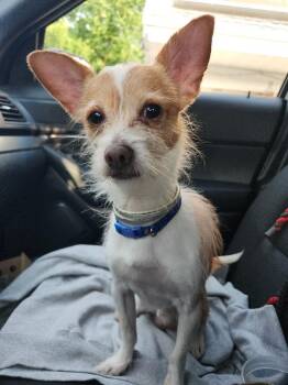 Gonzo -  Chihuahua and Jack Russell Terrier Dog for Adoption in Lambertville, New Jersey - Gonzo | PetCurious