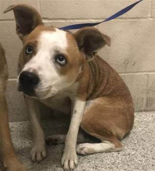 Border Collie and Mixed Breed Dogs Available for Adoption in Conroe, Texas - A426997 | PetCurious