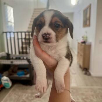 Pongo -  Yorkshire Terrier and Terrier Dog for Adoption in Tucson, Arizona - Pongo | PetCurious