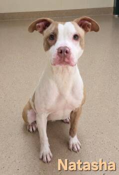 Terrier and Mixed Breed Dogs Available for Adoption in Rutherfordton, North Carolina - Natasha | PetCurious