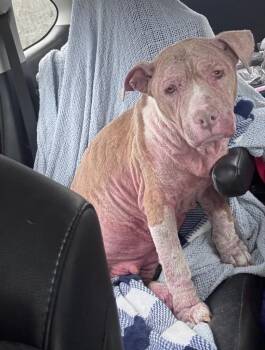 Nila -  American Staffordshire Terrier and Mixed Breed Dog for Adoption in Hortense, Georgia - Nila | PetCurious