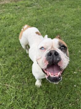 English Bulldog Dogs Available for Adoption in Monticello, New York - Maple | PetCurious