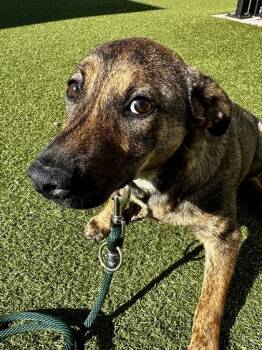 Rescue Mixed Breed Dogs for Adoption in Wichita, Kansas - Princess | PetCurious