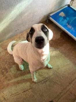 Daisy -  Anatolian Shepherd Dog for Adoption in Sorrento, Louisiana - Daisy | PetCurious
